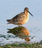 Short-billed Dowitcher, prealternate adult