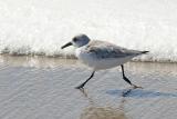 Sanderling, basic adult