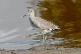 Willet, basic adult