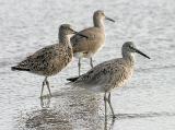 Willets, prealternate adults