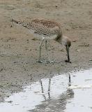 Willet, juvenile