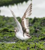 Sanderling, prebasic adult