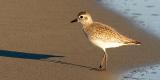Black-bellied Plover, basic