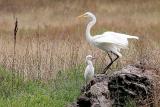 Snowy Egret & Great Egret