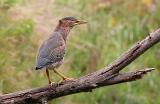 Green Heron, 1st cycle