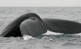 Humpback Whale
