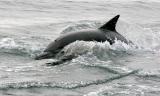 Long-beaked Common Dolphin