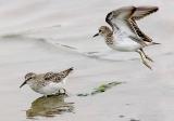 Least Sandpipers