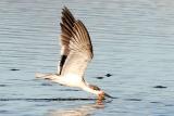 Black Skimmer, 1st cycle