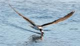 Black Skimmer, 1st cycle