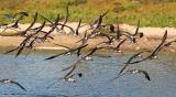 Black Skimmers