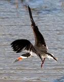 Black Skimmer, alternate adult