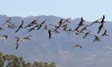 Black Skimmers