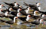 Black Skimmers, 1st cycle with alternate and prebasic adults