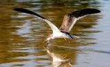 Black Skimmer, 1st cycle