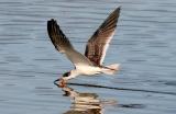 Black Skimmer, 1st cycle