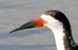 Black Skimmer, prebasic adult