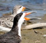 Black Skimmer, prebasic adult, 1st cycle behind
