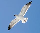 California Gull, 2nd cycle