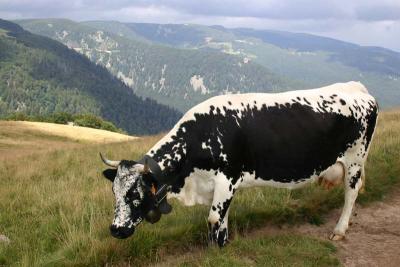 Hohneck cow ('vosgienne')