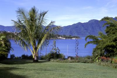 Coconut Palm on Lakeshore