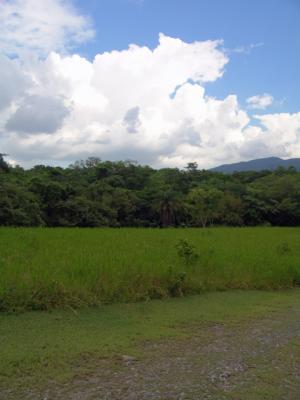 Cumulonimbus and Forest Canopy, Rancho El Cielito, August 5, 2005