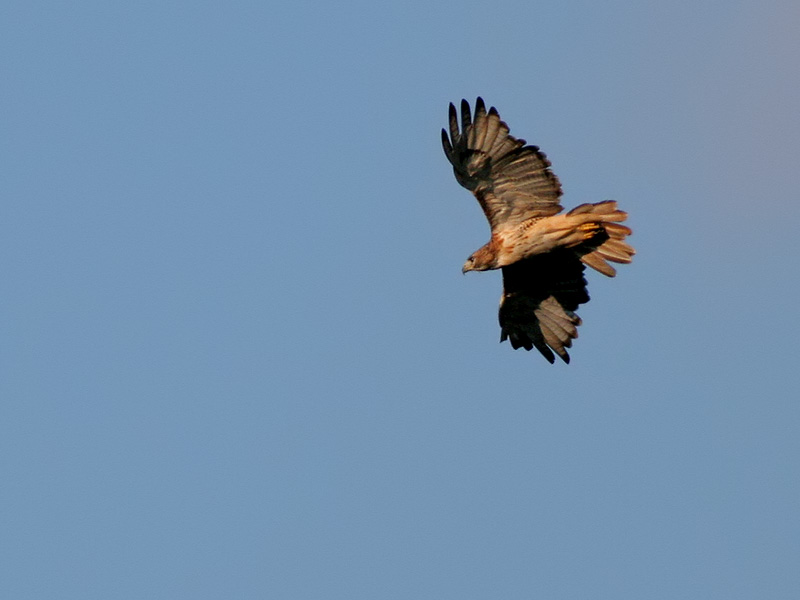 Red-tailed Hawk