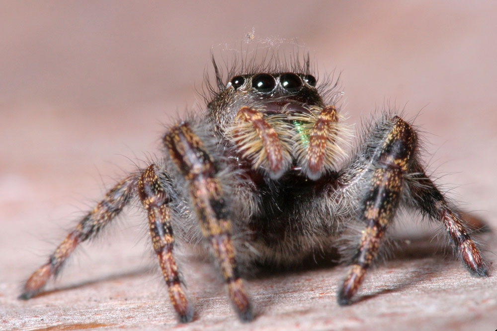 Jumping spider