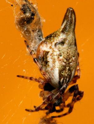spider