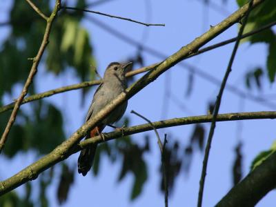 Catbird