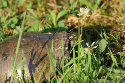 Painted turtle