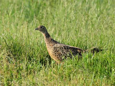 Ring-necked Pheasant - female