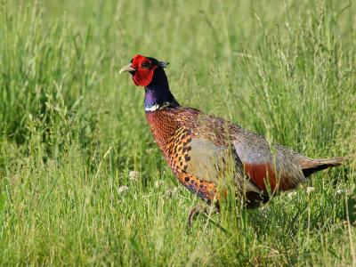 Ring-necked Pheasant - male