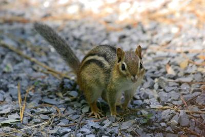 Chipmunk