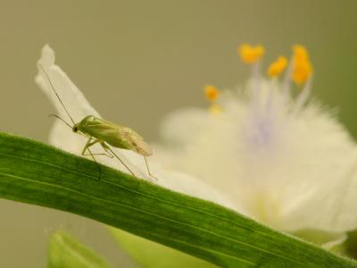 green bug