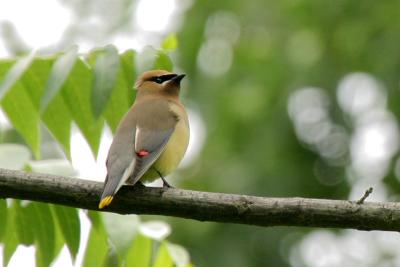 Cedar waxwing