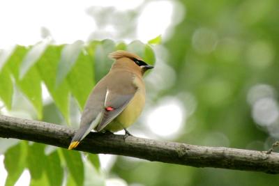 Cedar waxwing