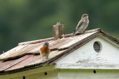 Bluebirds 100% crop