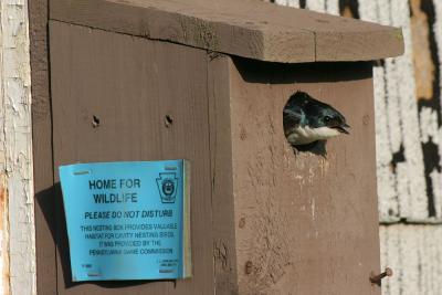 Tree swallow