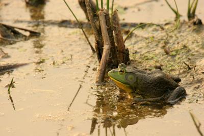 Bullfrog