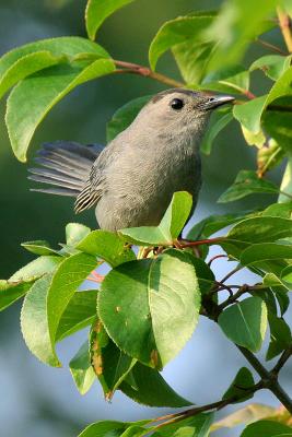 Catbird