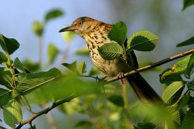 Brown thrasher