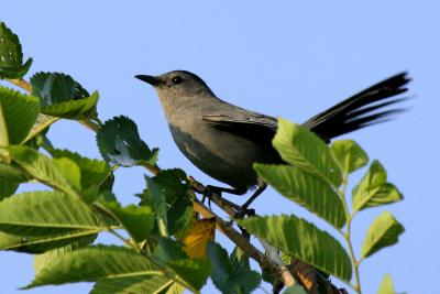 Catbird