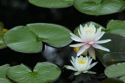 Water lily