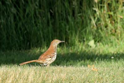 Brown thrasher