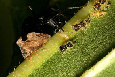 Unknown bug