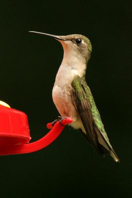 v3/38/525738/3/47330678.Rubythroated3.jpg