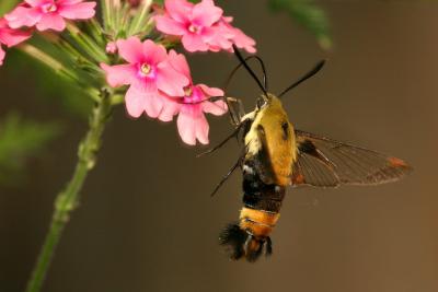 Hummingbird moth