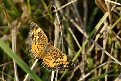 Meadow Fritillary ?