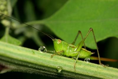 Grasshopper